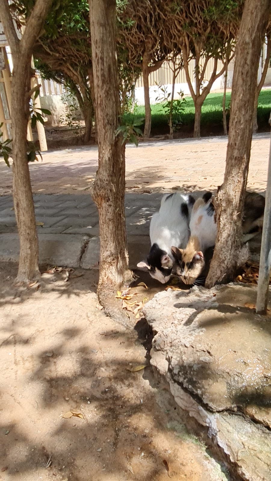 Park — صورة ٢