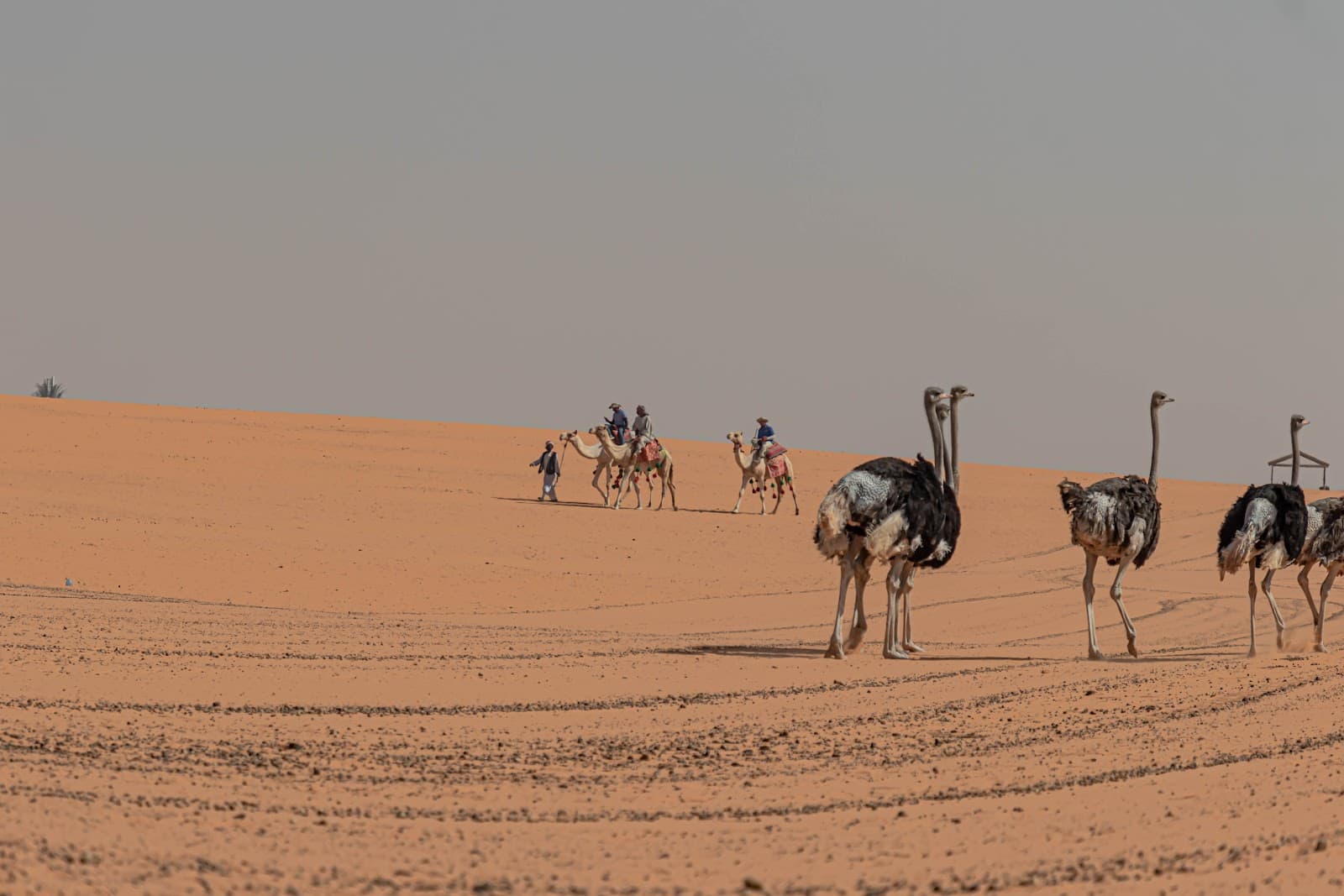 منتزه نوفا للحياة البرية ورحلات الاستكشاف — صورة ٤