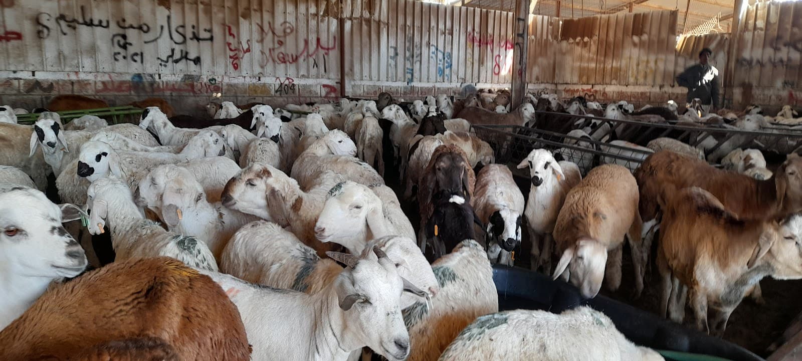 Riyadh Camel Market – Al Thumamah — photo 4