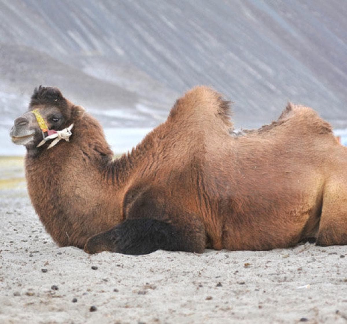 Riyadh Camel Market – Al Thumamah — photo 3
