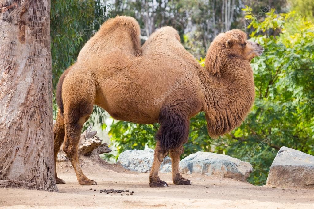 Riyadh Camel Market – Al Thumamah — photo 1